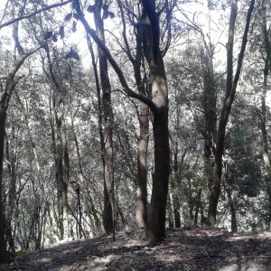 bosque_20150429_2027024630